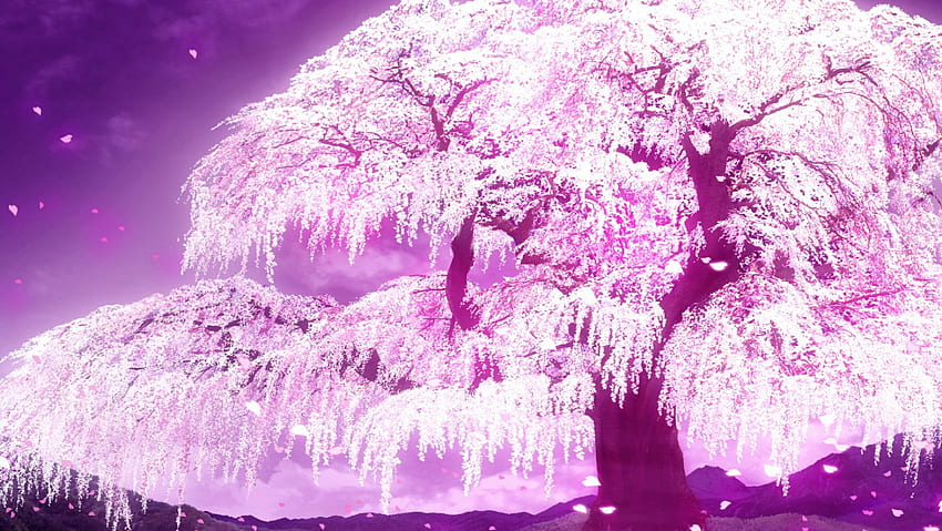 Cherry Blossom Tree Anime Cherry Blossom Forcom [] para tu, móvil y tableta. Explora el árbol de Sakura. flor de sakura, ventana de flor de cerezo fondo de pantalla