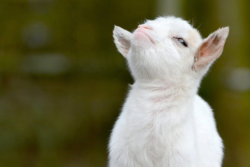 Betterer Goat :, Cute Baby Goat HD wallpaper