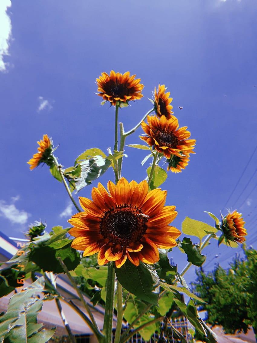 rote Sonnenblume. Rote Sonnenblumen, schwarzäugige Susan, schwarzäugige Susan-Blume HD-Handy-Hintergrundbild