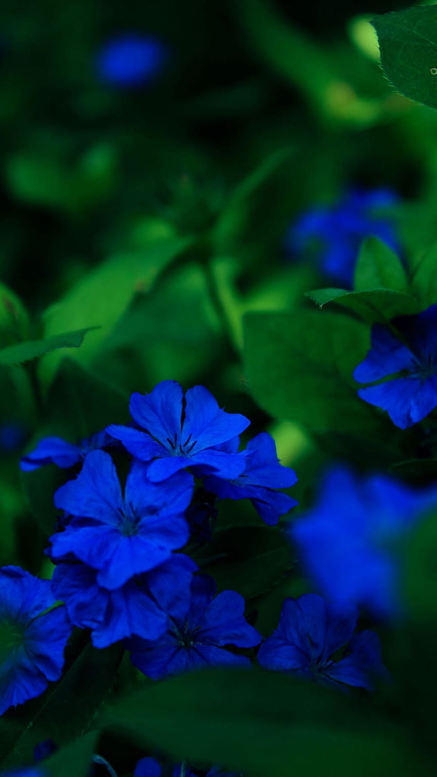 Color Azul, Flor De Color Azul, Flor Azul fondo de pantalla del teléfono