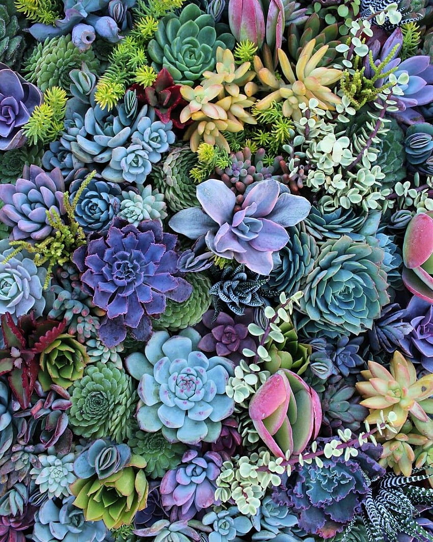 thelittlehermitage. Succulents , Colorful succulents, Succulents, Succulent Garden HD phone wallpaper