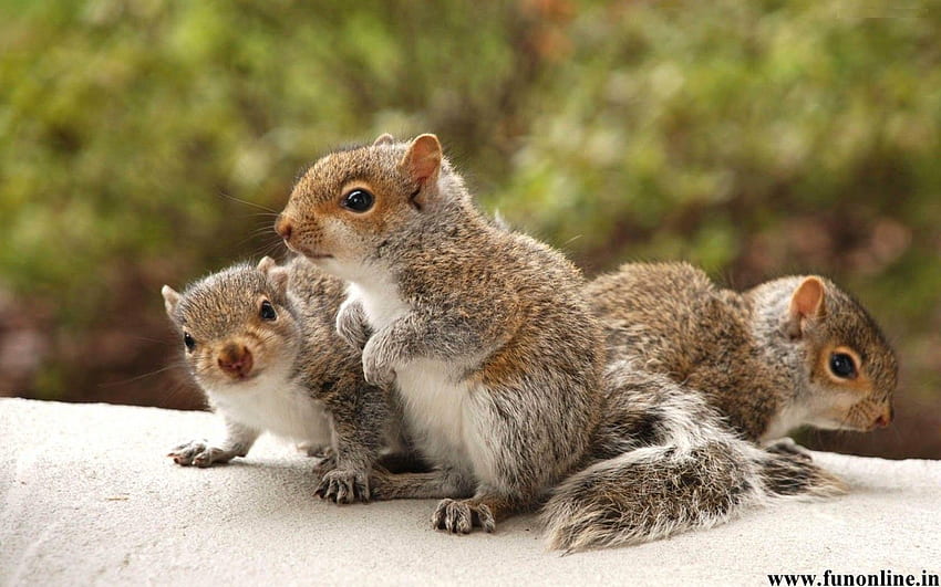 Baby Squirrel. Squirrel , Charming Squirrels . Baby squirrel, Cute squirrel, Squirrel HD wallpaper