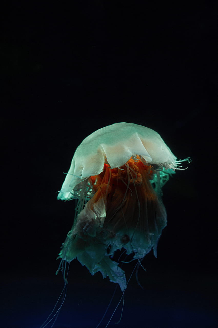 Animals, Jellyfish, Dark, Underwater World, Tentacles HD phone wallpaper