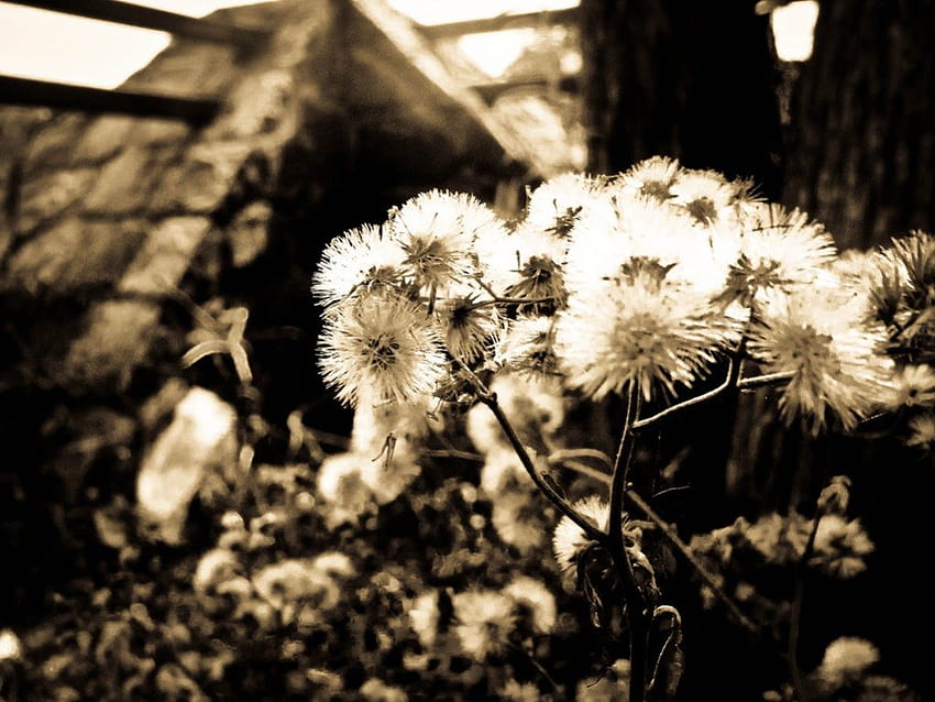 YESTERYEARS DANDELIONS วัชพืช สวย ขาวดำ สวย ดอกไม้ dandelions แมโคร วอลล์เปเปอร์ HD
