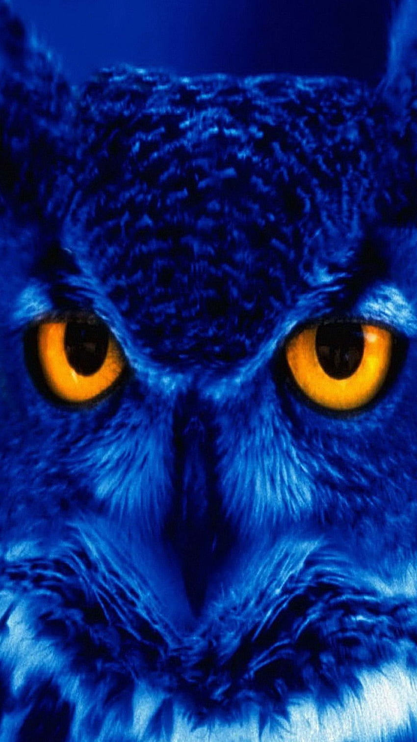 Blue owl iphone HD phone wallpaper