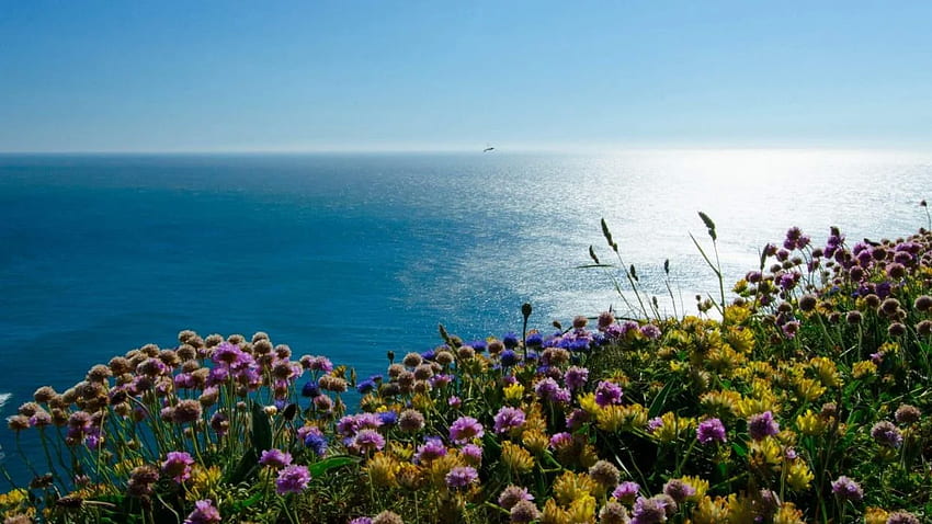Plaj Çiçekleri Mavi Deniz Manzara Plaj Çiçekleri Plaj HD duvar kağıdı