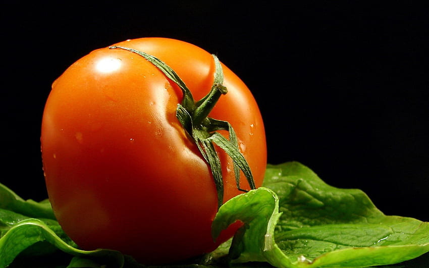 Lebensmittel, Tropfen, Zweige, Tomate HD-Hintergrundbild