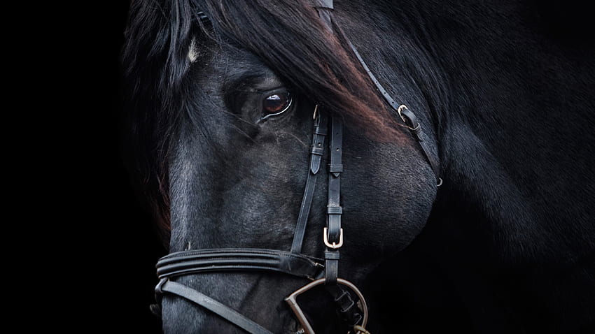 Cavalo preto, cabeça de cavalo papel de parede HD