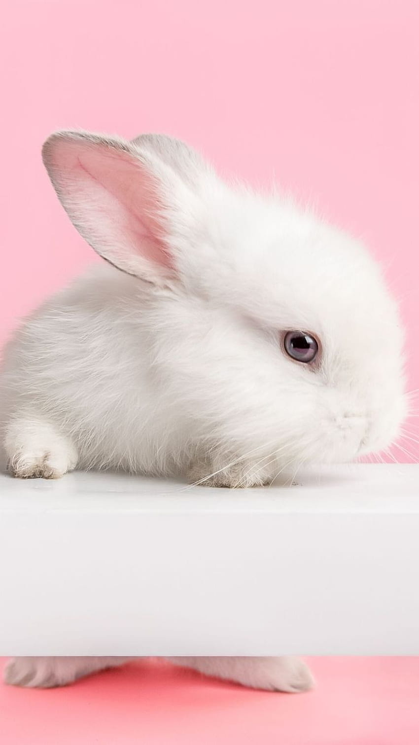 Cute Bunny Background Images HD Pictures and Wallpaper For Free Download   Pngtree