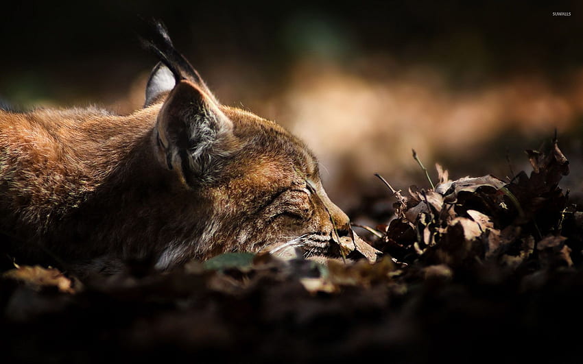 Lynx and Background, Lynxes HD wallpaper