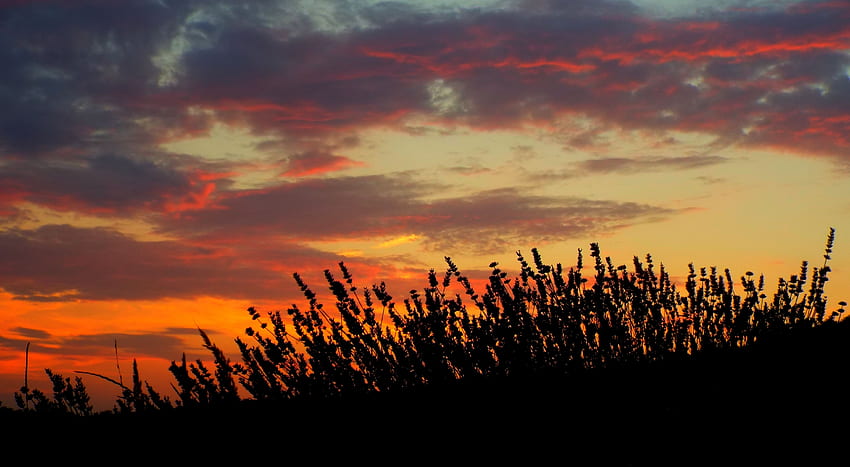 Nature, Sunset, Field, Lavender HD wallpaper