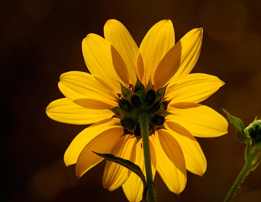 au soleil, soleil, jaune, fleur Fond d'écran HD