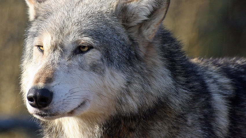 Wolf, snout, predator, looks u 16 HD wallpaper | Pxfuel
