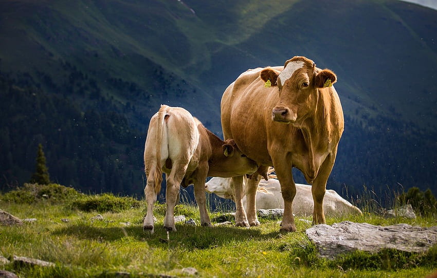 montagne, natura, mucca, bambino, Alpi, cucciolo, mammella, madre, vitello, toro, allattamento al seno, vitello, latte materno, ventosa per , sezione животные, Cow Milk Sfondo HD