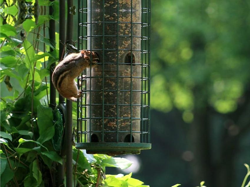 Pretty Bird... Intendo Chipmunk?, becchime, mangiatoia, scoiattolo, albero Sfondo HD