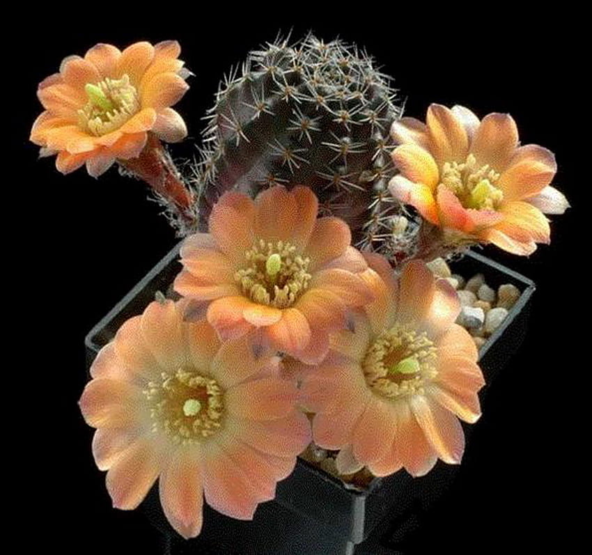 kaktus, oranye, makro, bunga Wallpaper HD