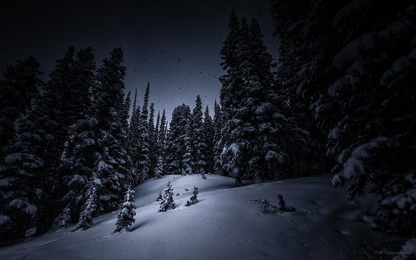 夜の雪の木の森のクリスマスツリーの冬[]、モバイル、タブレット用。 冬の森の夜を探検。 冬の森の夜、夜の森、夜の雪の森 高画質の壁紙