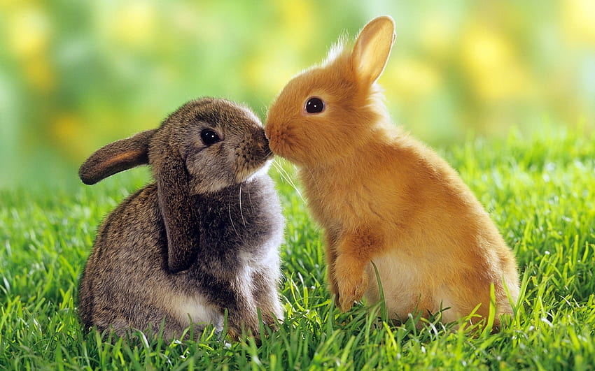 animales, conejos fondo de pantalla