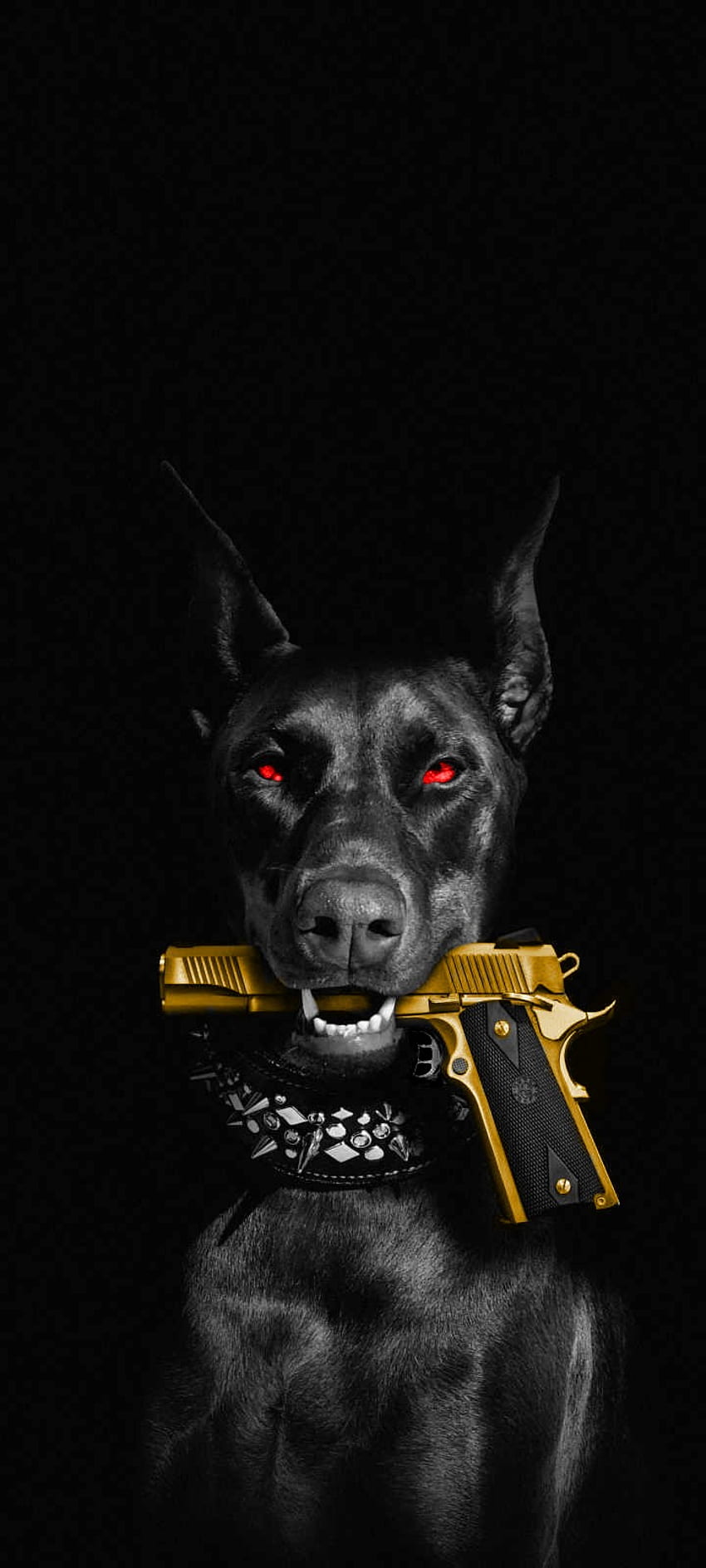 Dog with gun, whiskers, collar HD phone wallpaper