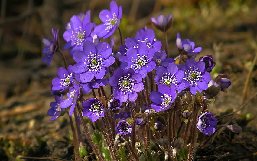 Bunga Musim Semi, ungu, padang rumput, tanaman, kelopak Wallpaper HD