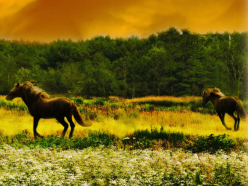 Horses, colorful, horse, colors, peaceful, beauty, flowers field, animals, trees, sunset, landscape, beautiful, grass, tree, summer, pretty, field, field of flowers, green, view, clouds, nature, sky, flowers, lovely, splendor HD wallpaper