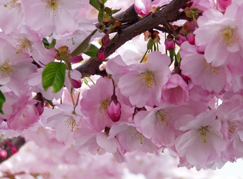 ПРОЛЕТНИ ЦВЕТЯ, розово, пролет, праскова, цветове, дървета, цветя, сезони, свежи HD тапет