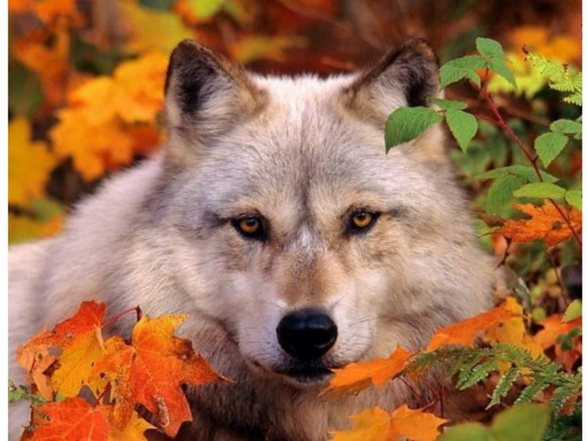 Autumn Wolf, alb, lup, toamna, frumos HD wallpaper