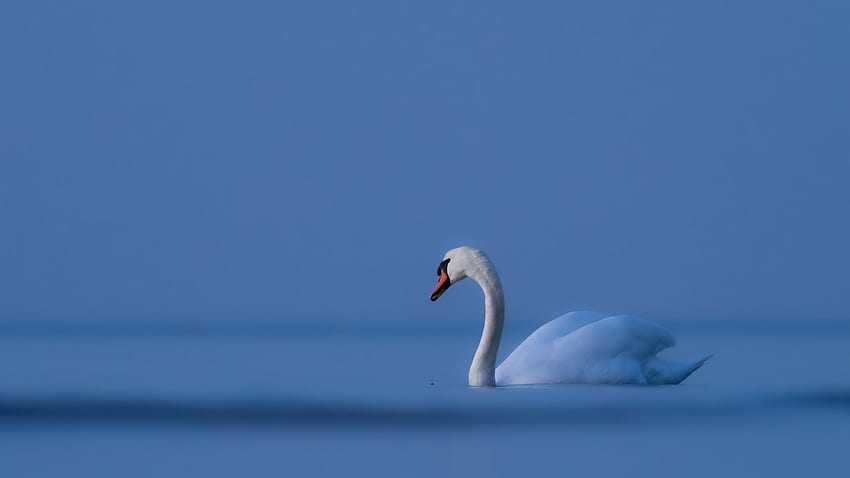White Mute Swan Bird On Water In Blue Sky Background Swan HD wallpaper