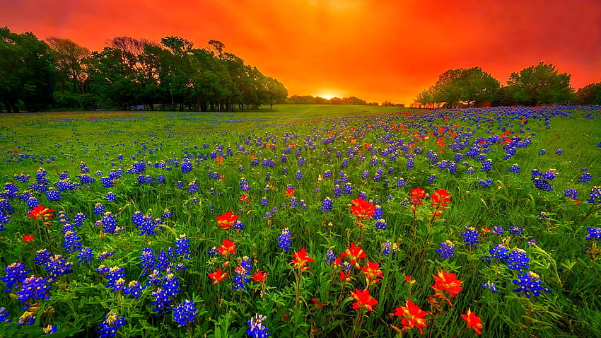 日没時のテキサスブルーボネット、燃えるような、日没、ブルーボンネット、テキサス、牧草地、美しい、オレンジ、ワイルドフラワー、夏、アメリカ、フィールド、空 高画質の壁紙