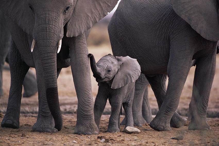 Filhote de elefante africano com rebanho: Widescreen papel de parede HD