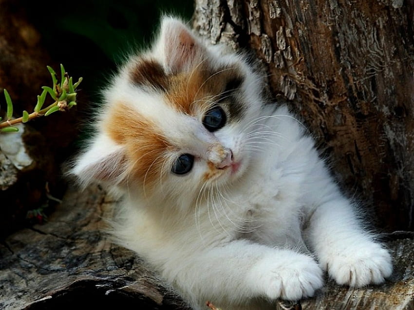 Słodki kotek, kotek, śliczny, piękny Tapeta HD