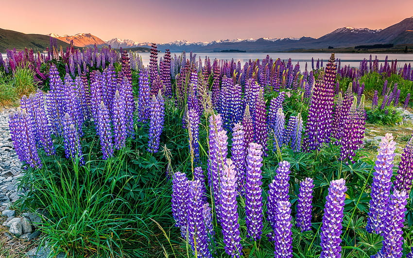Lago Tekapo, lupini, sera, tramonto, fiori selvatici, bellissimo lago, Nuova Zelanda Sfondo HD