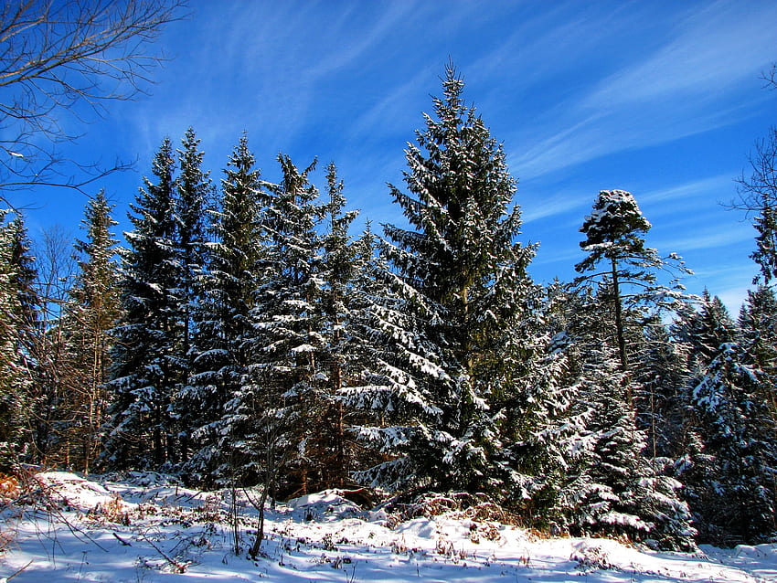 ฤดูหนาว ธรรมชาติ ต้นไม้ ท้องฟ้า เมฆ หิมะ การหย่าร้าง เงา กิน ง่าย วอลล์เปเปอร์ HD