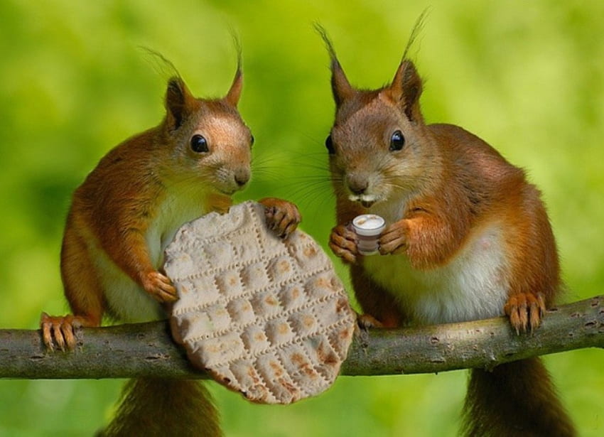SNACK TIME SQUIRRELS, rodents, snack, funny, squirrels HD wallpaper