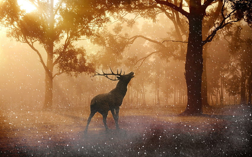 Beautiful Fallow Deer in Forest Autumn 15 Retina, Autumn MacBook HD wallpaper