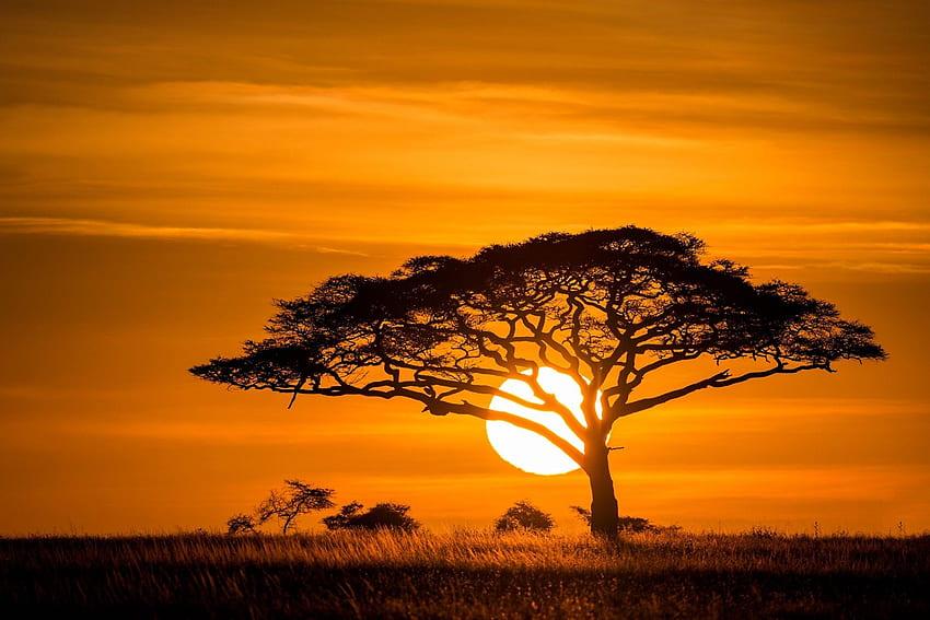 Дърво Слънце Савана Залез Природа - Ново HD тапет