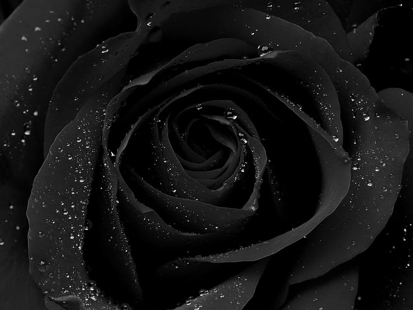 Dark Rose, Black Beauty HD wallpaper | Pxfuel