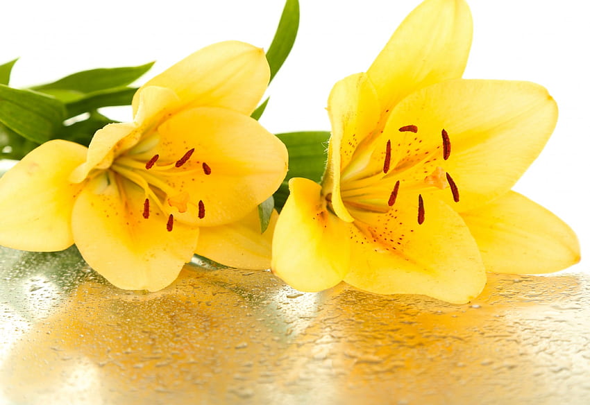 Yellow Flowers, flowers, bloom, petals, yellow HD wallpaper