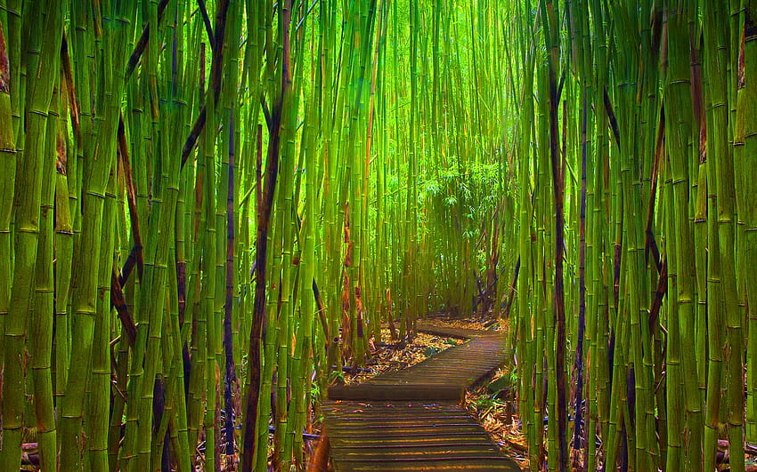 Green bamboo forest, Bamboo Garden HD wallpaper | Pxfuel