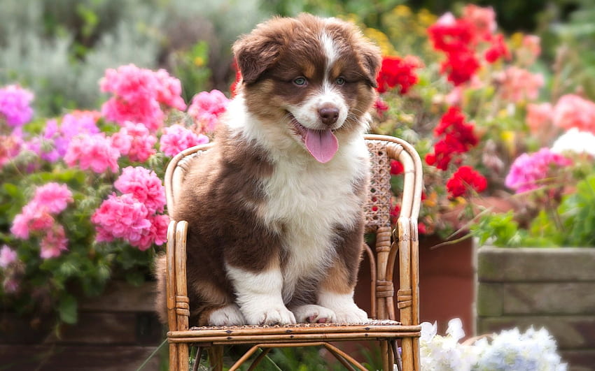 子犬、犬、椅子、甘い、動物、庭、かわいい、ピンク、オーストラリアン シェパード、舌、ケイン 高画質の壁紙