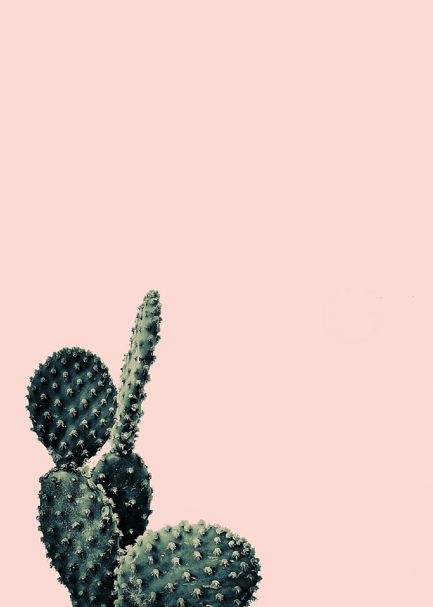 Cactus Background, Pink Cactus HD phone wallpaper | Pxfuel