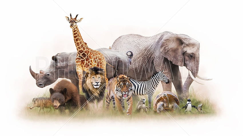 Gruppe von Zootieren – Hochwertige n mit UK-Lieferung – Wand HD-Hintergrundbild