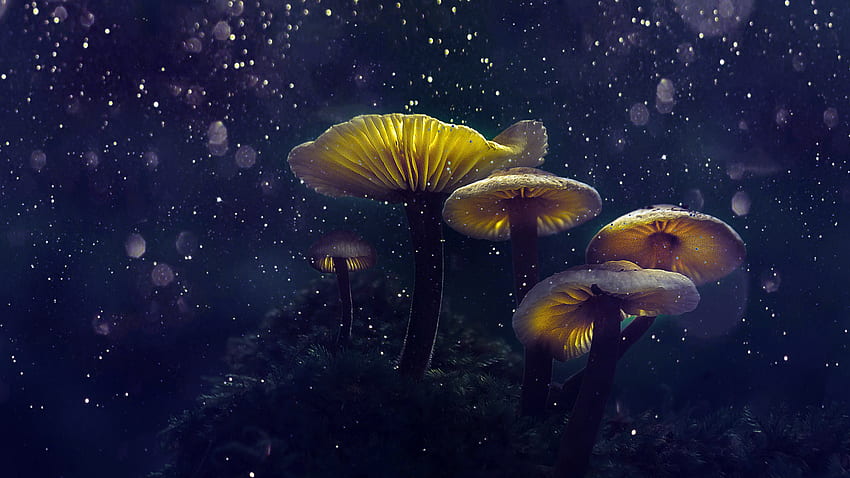 Magical Mushrooms HD wallpaper
