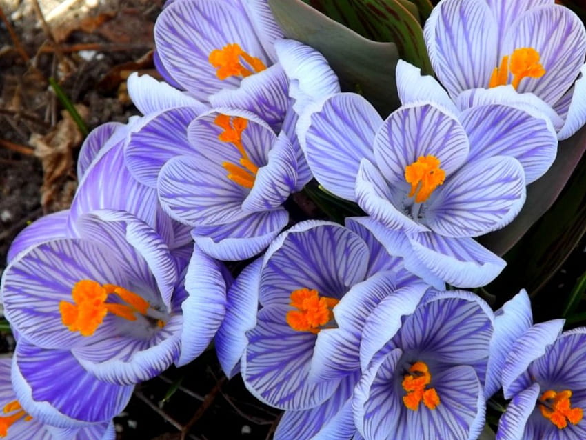 Krokus, Lila, Natur, Blume HD-Hintergrundbild