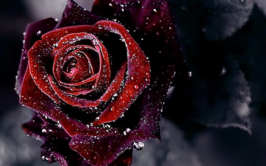 Red Rose Flower Background of Flower 2013 [] for your , Mobile & Tablet.  Explore Black and Red Rose . Black Roses , Black And, Bloody Flower HD  wallpaper | Pxfuel