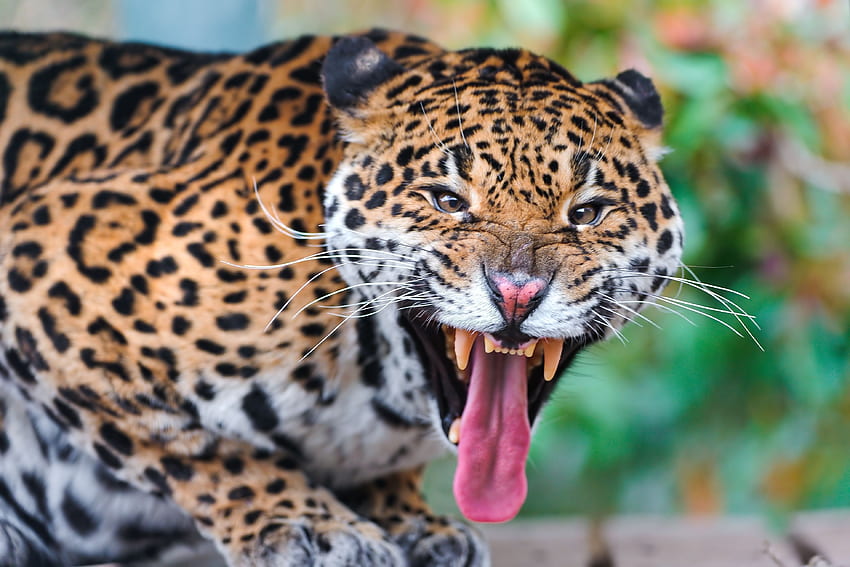 Zwierzęta, jaguar, uśmiech, kaganiec, drapieżnik, duży kot Tapeta HD