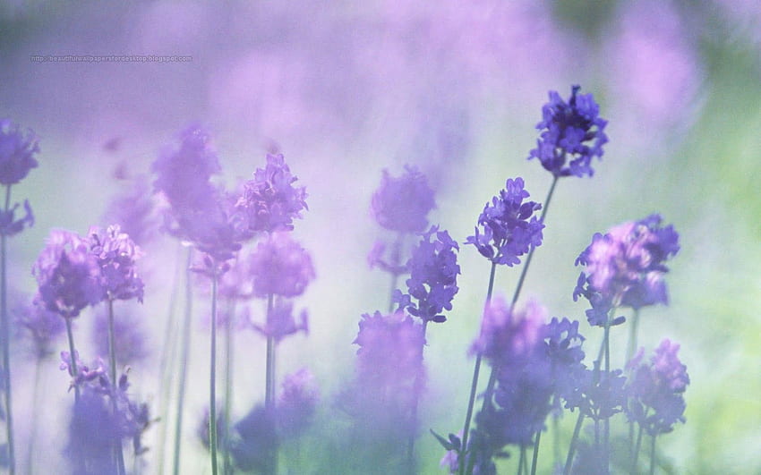아름다운 보라색 꽃 [], 모바일 및 태블릿용. 보라색 꽃을 탐험하십시오. 벽용 보라색, 라벤더 디자인 HD 월페이퍼