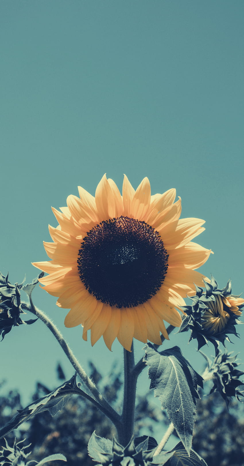 für iPhone. Beste Blumen von Tumblr – HD-Handy-Hintergrundbild
