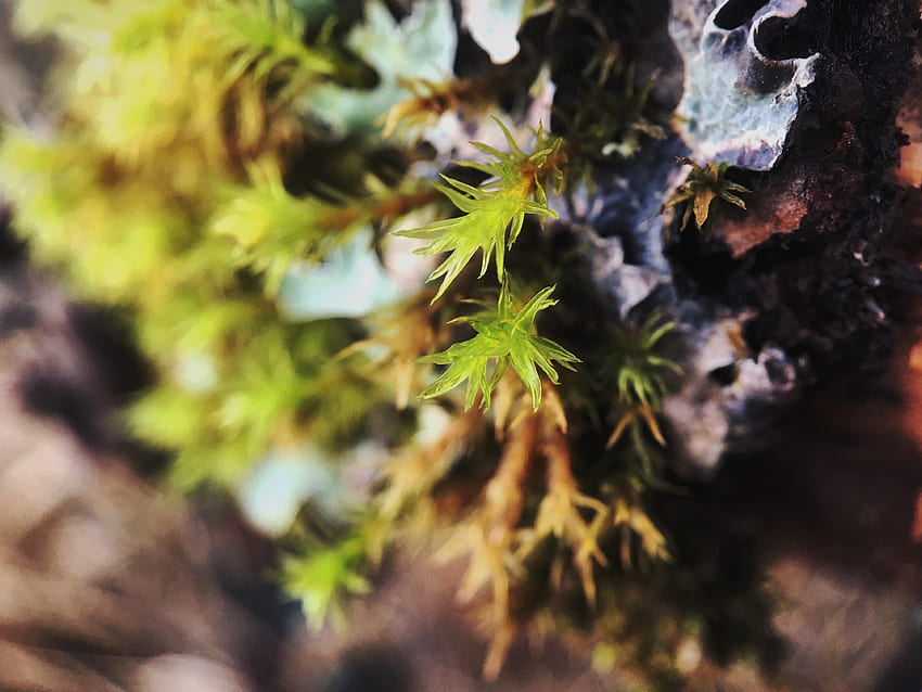 나뭇잎, 매크로, 근접, 새싹 HD 월페이퍼