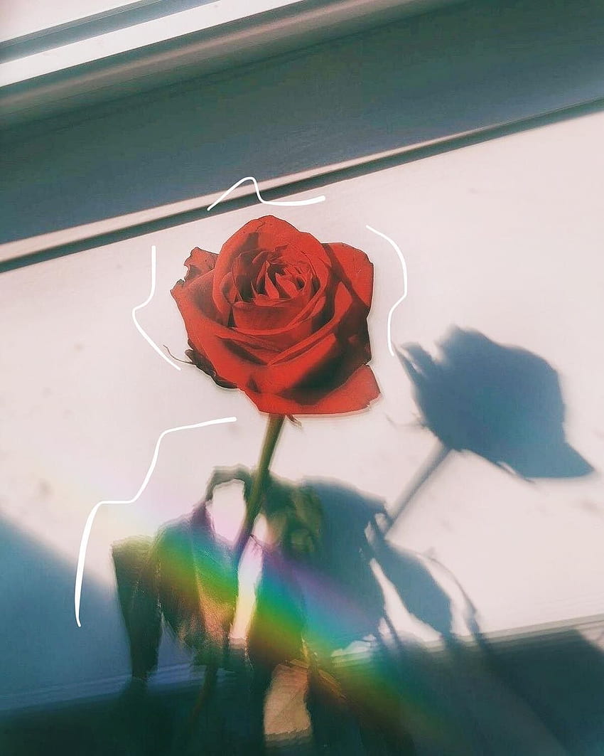 Rosebud CBD™️ • Instagram and videos, Aesthetic Instagram HD phone wallpaper